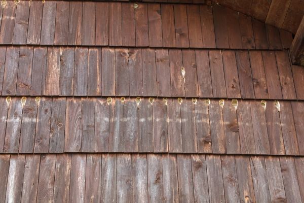 Woodpecker Hole Filling in Lawton