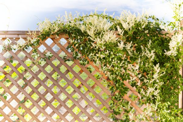 Lattice Repair in Lawton
