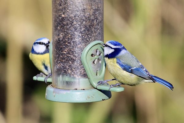 Bird Feeder Mounting Service in Lawton