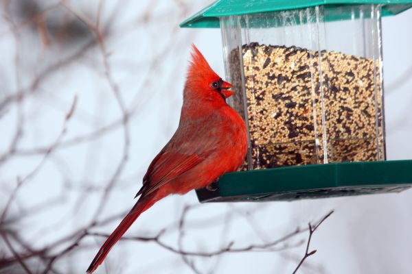 Cost of Bird Feeder Hanging in Lawton